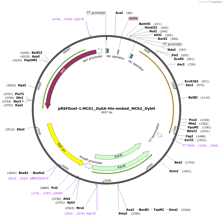 257770-plasmid-map-sequence-id-513506