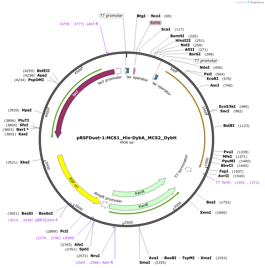 257769-plasmid-map-sequence-id-513507