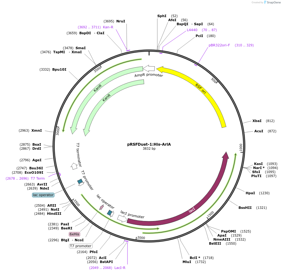 257758-plasmid-map-sequence-id-513508
