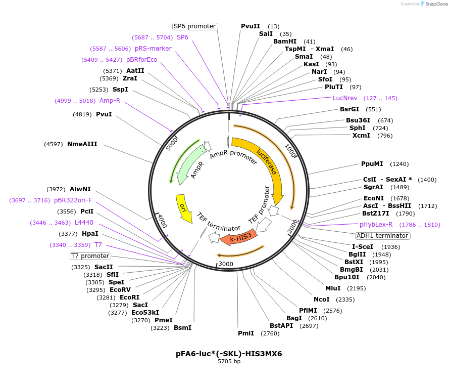 40233-plasmid-map-sequence-id-51351