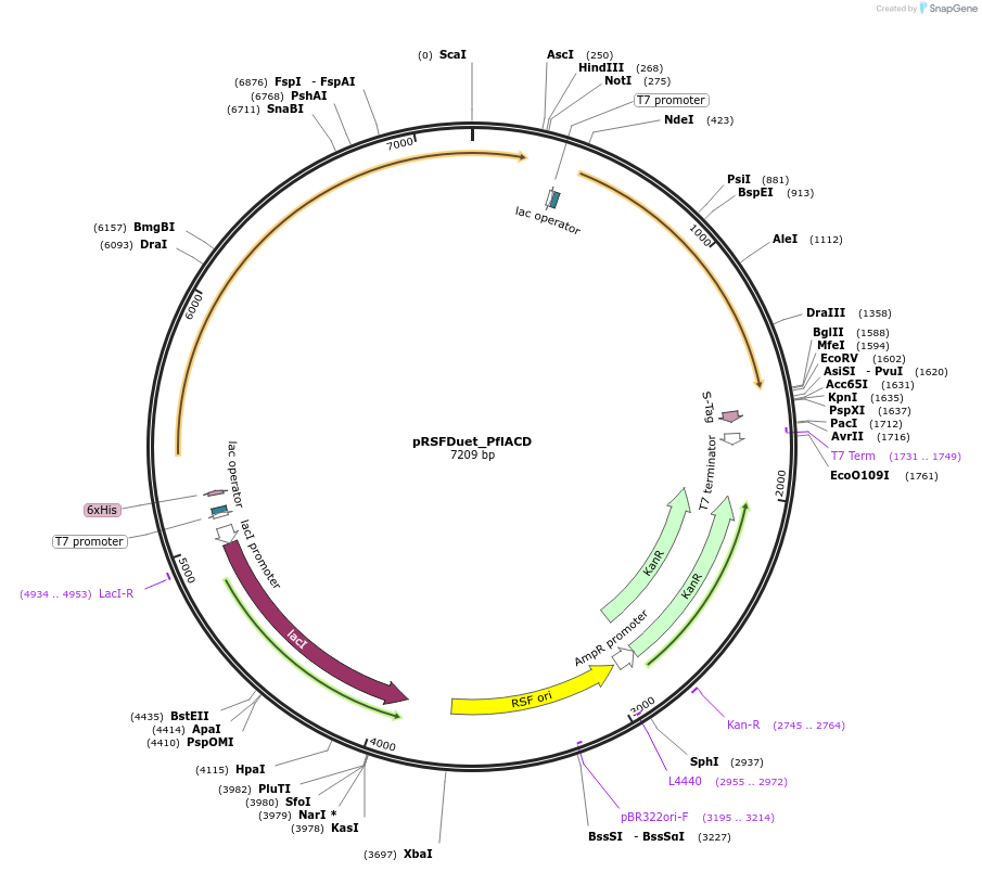 257730-plasmid-map-sequence-id-513510
