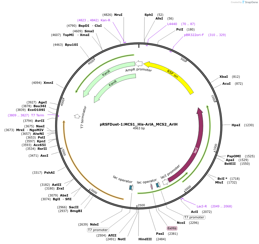 257764-plasmid-map-sequence-id-513511