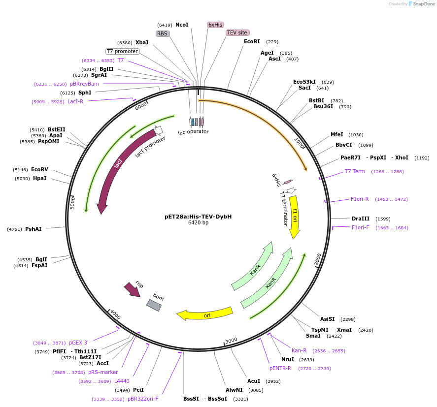 257768-plasmid-map-sequence-id-513512