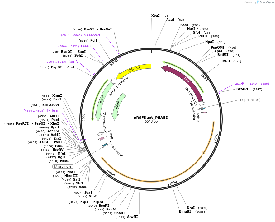 257729-plasmid-map-sequence-id-513513