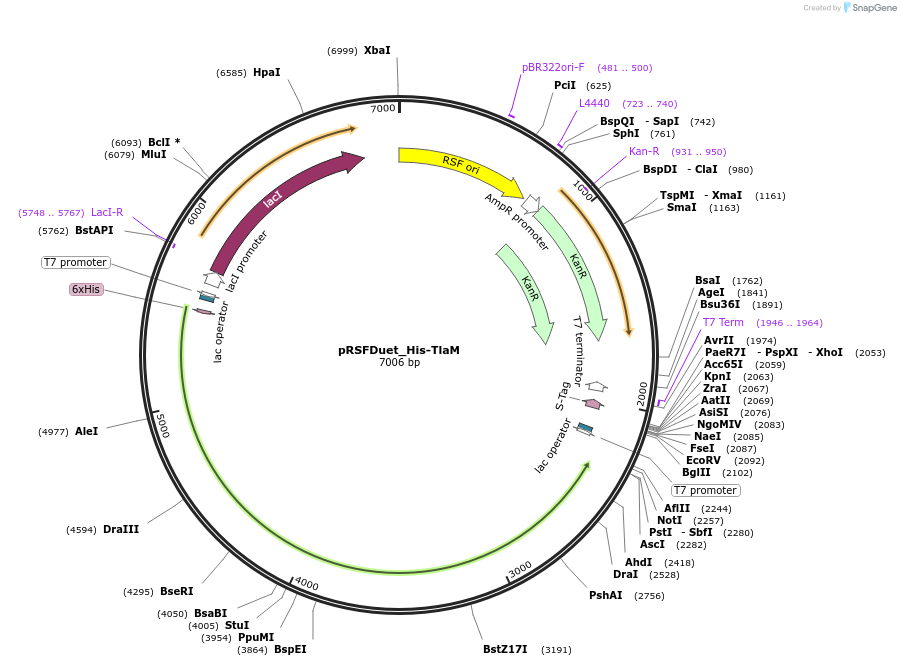 257743-plasmid-map-sequence-id-513515