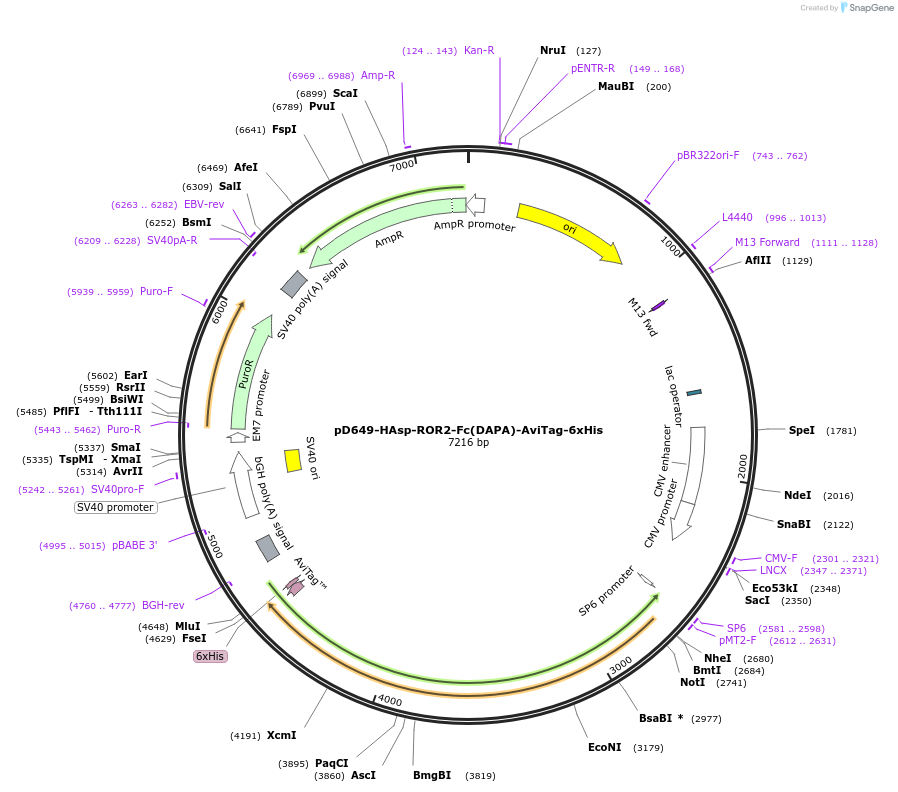 156807-plasmid-map-sequence-id-513517