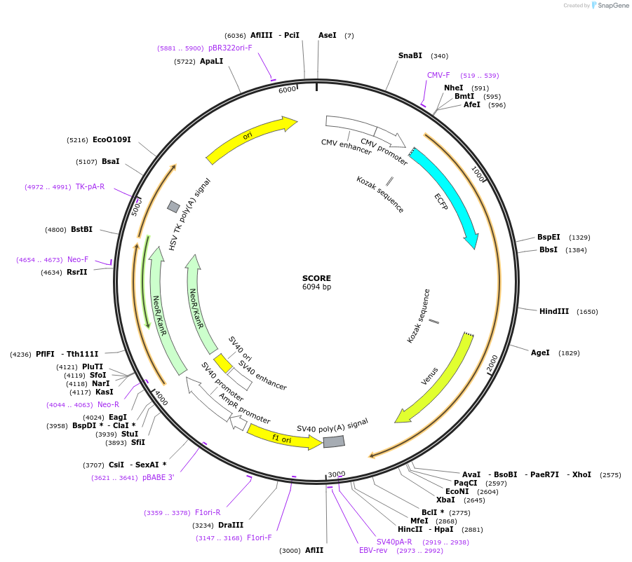 40232-plasmid-map-sequence-id-51352
