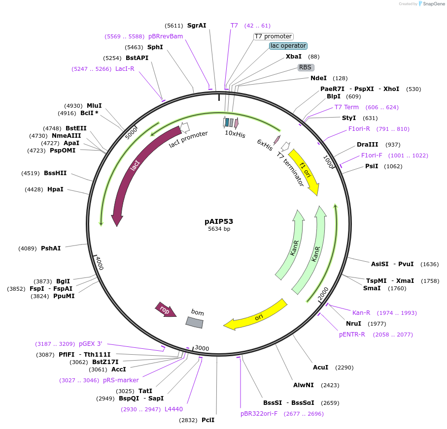 258140-plasmid-map-sequence-id-513522