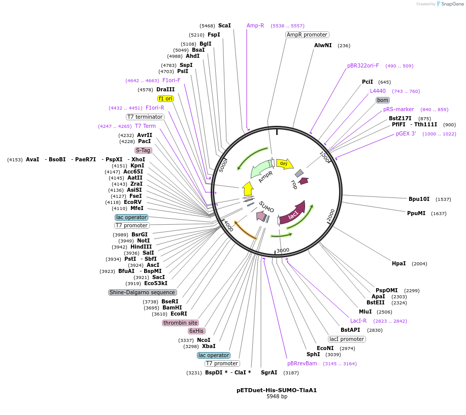 257746-plasmid-map-sequence-id-513527