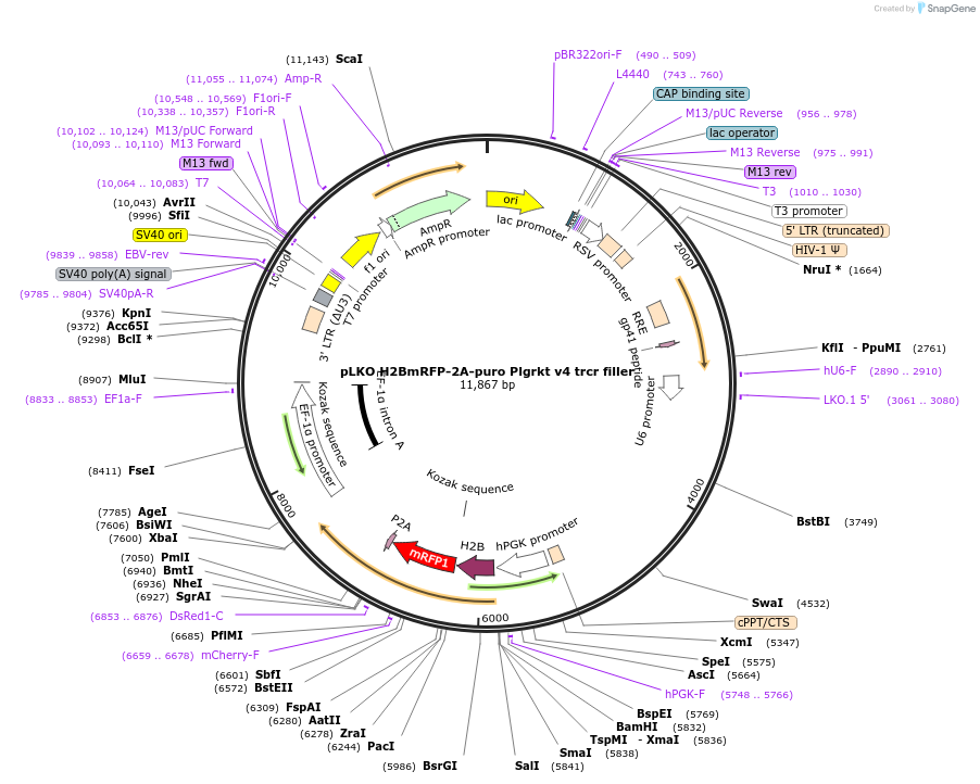 256786-plasmid-map-sequence-id-513535