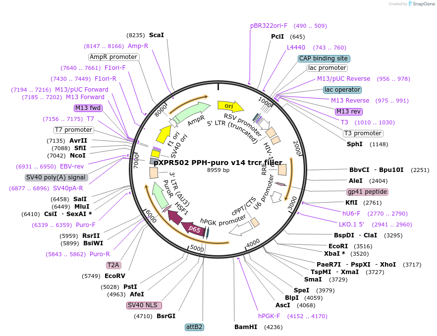 256777-plasmid-map-sequence-id-513536