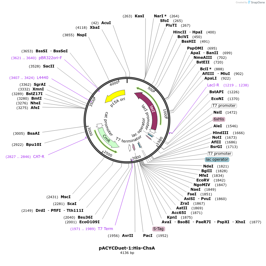 257756-plasmid-map-sequence-id-513537