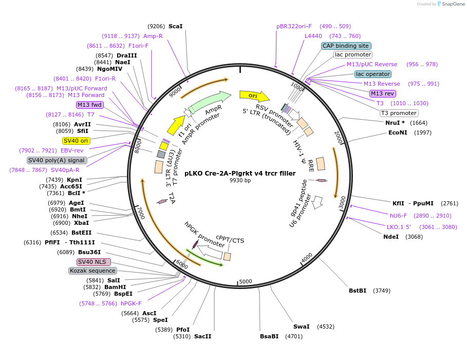 256790-plasmid-map-sequence-id-513538