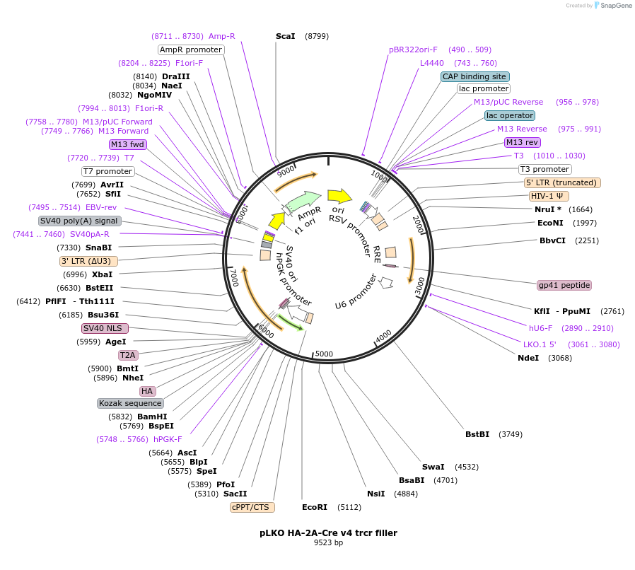 256789-plasmid-map-sequence-id-513539