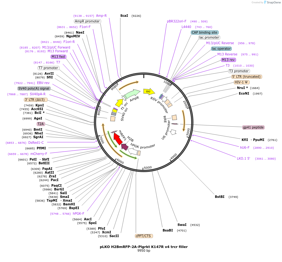 256783-plasmid-map-sequence-id-513540