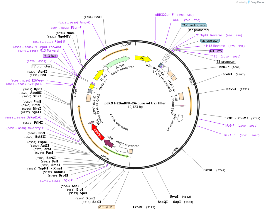 256775-plasmid-map-sequence-id-513541