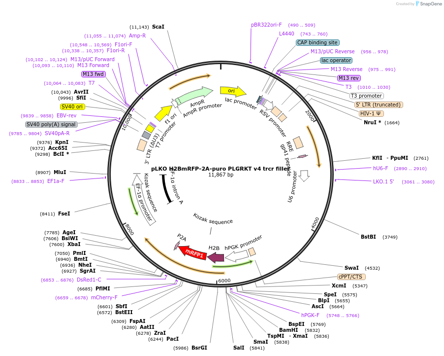 256788-plasmid-map-sequence-id-513542
