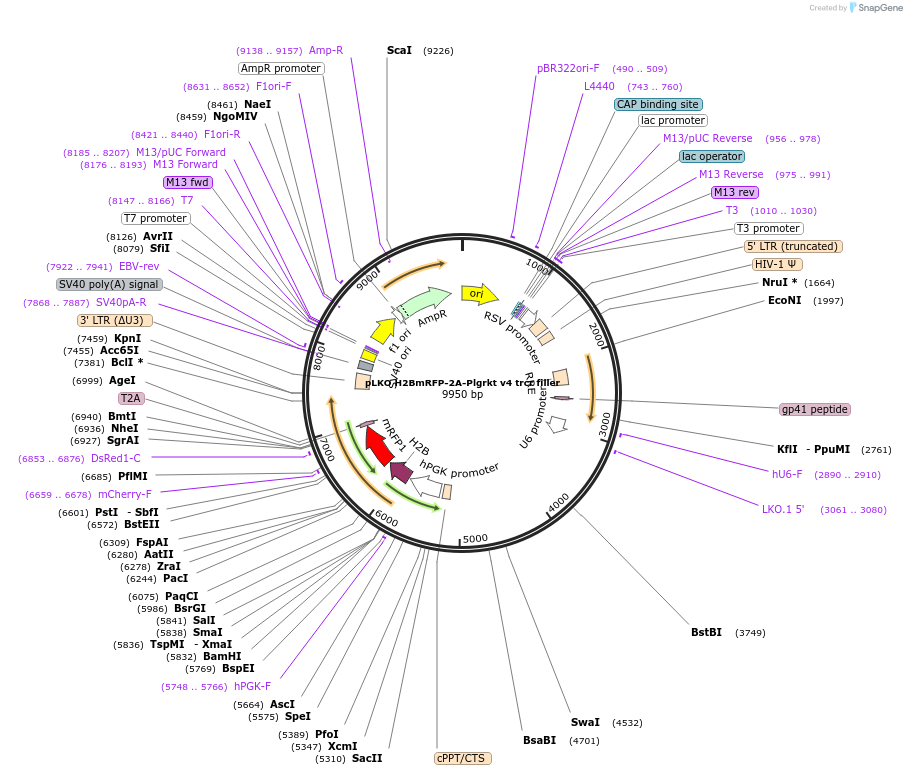 256782-plasmid-map-sequence-id-513546