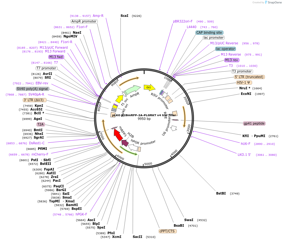 256781-plasmid-map-sequence-id-513547