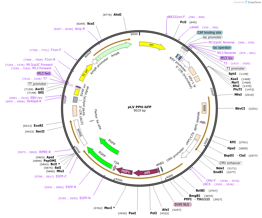 256779-plasmid-map-sequence-id-513548