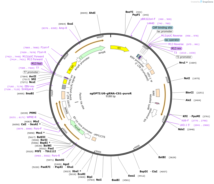 256351-plasmid-map-sequence-id-513549