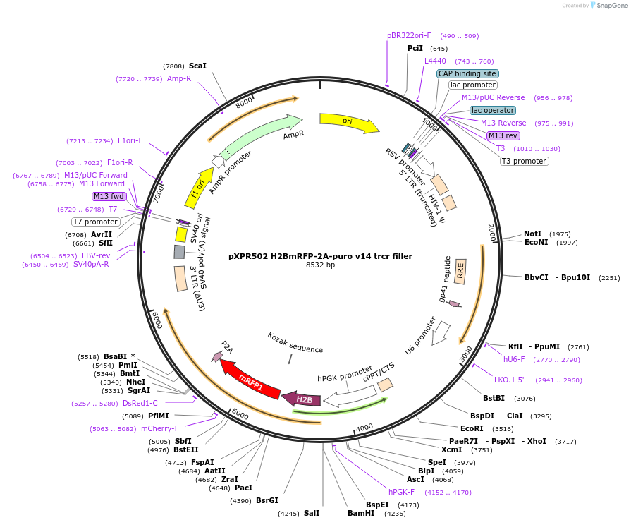 256780-plasmid-map-sequence-id-513550