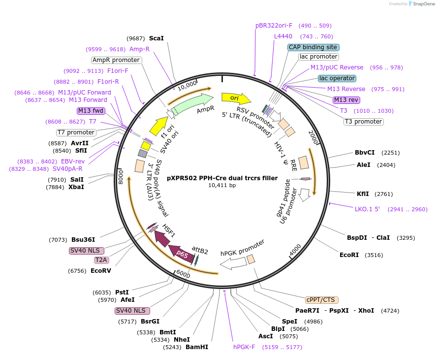 256778-plasmid-map-sequence-id-513552