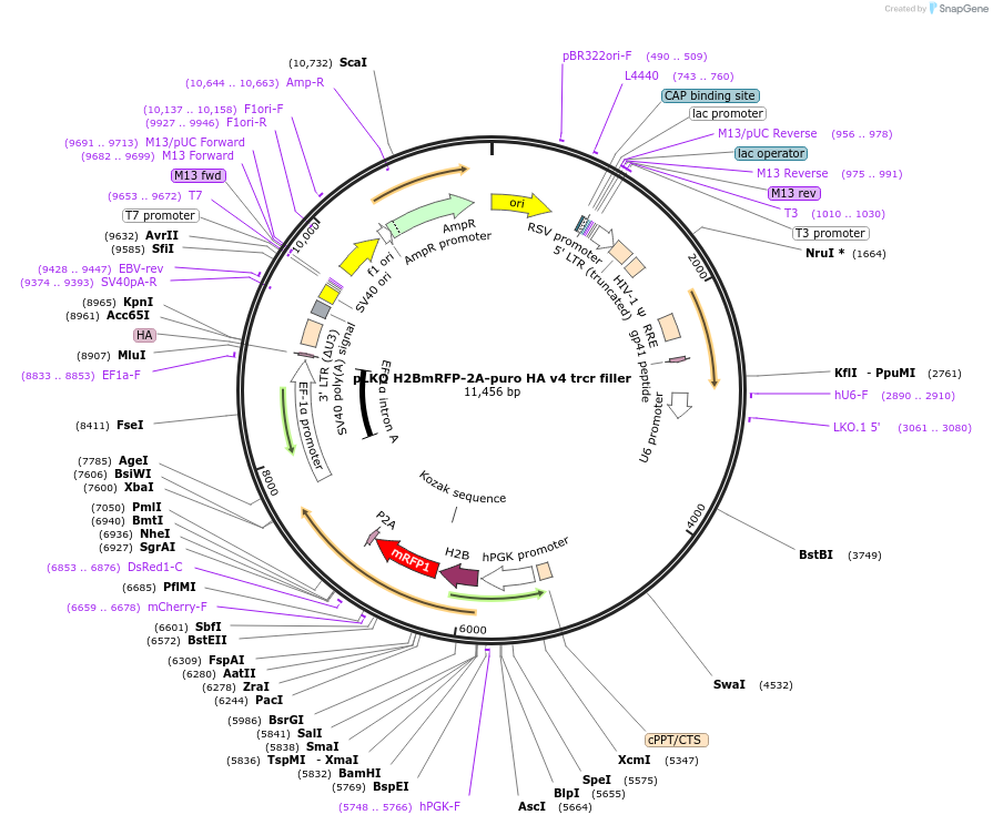 256785-plasmid-map-sequence-id-513553
