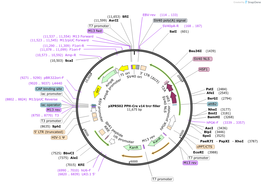 256776-plasmid-map-sequence-id-513554