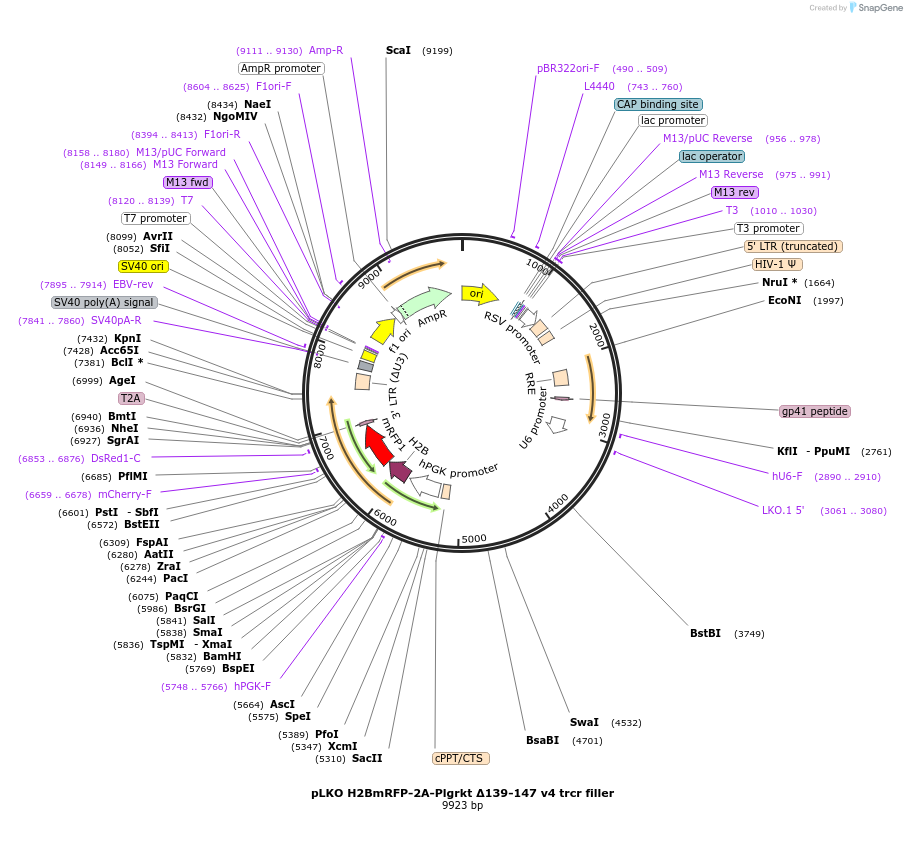 256784-plasmid-map-sequence-id-513555