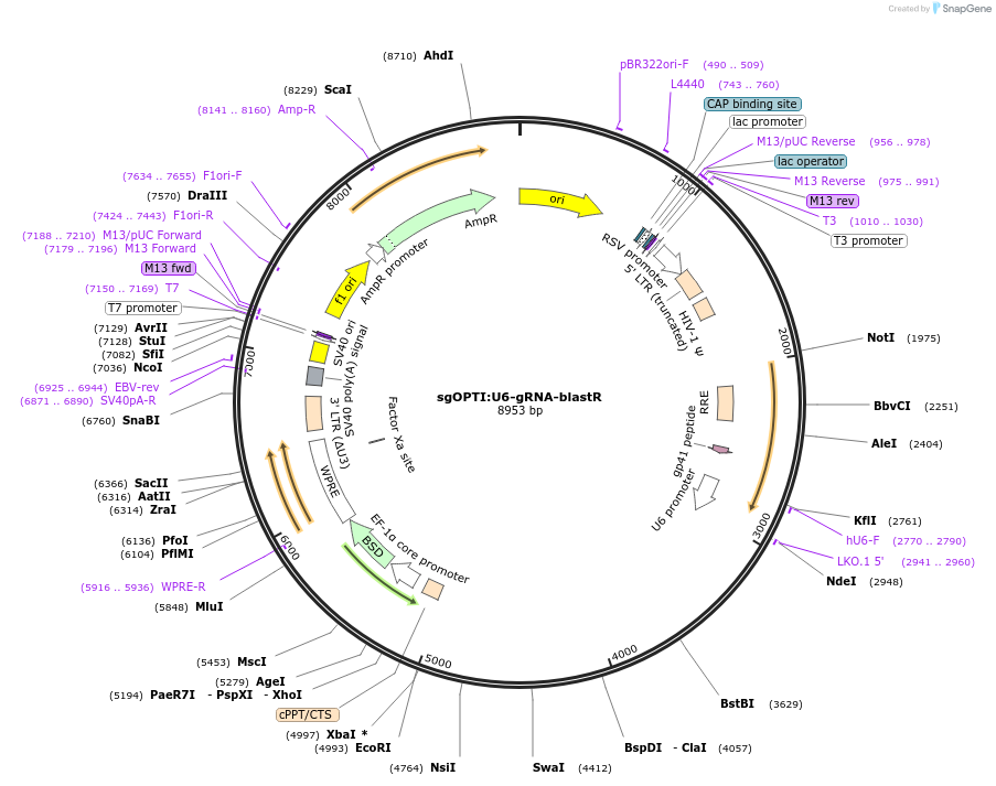256626-plasmid-map-sequence-id-513556