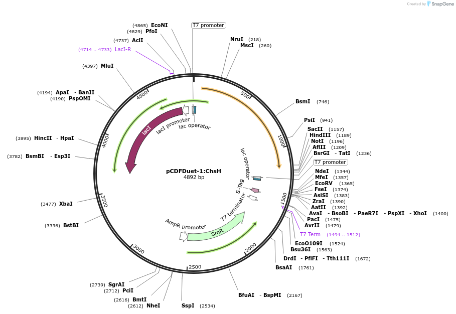 257762-plasmid-map-sequence-id-513557