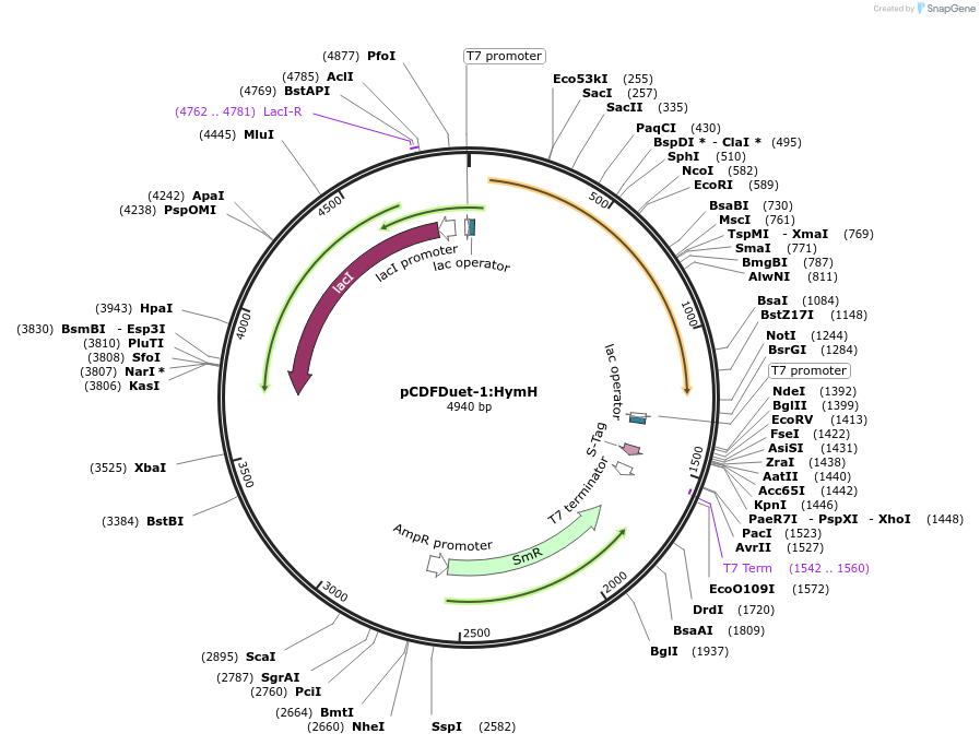 257763-plasmid-map-sequence-id-513558
