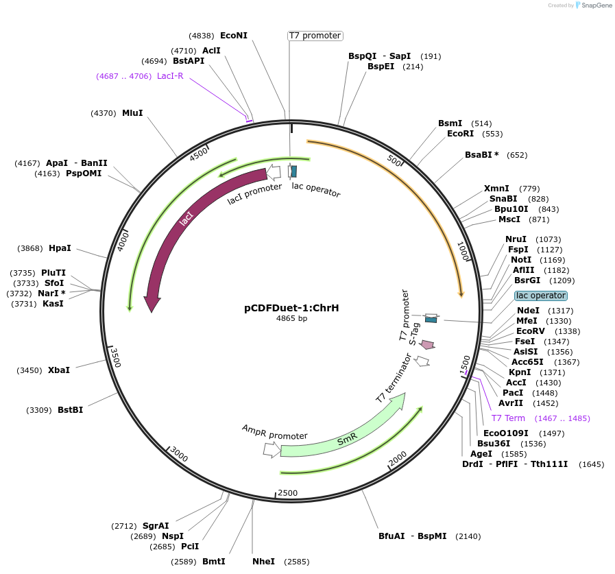 257760-plasmid-map-sequence-id-513559
