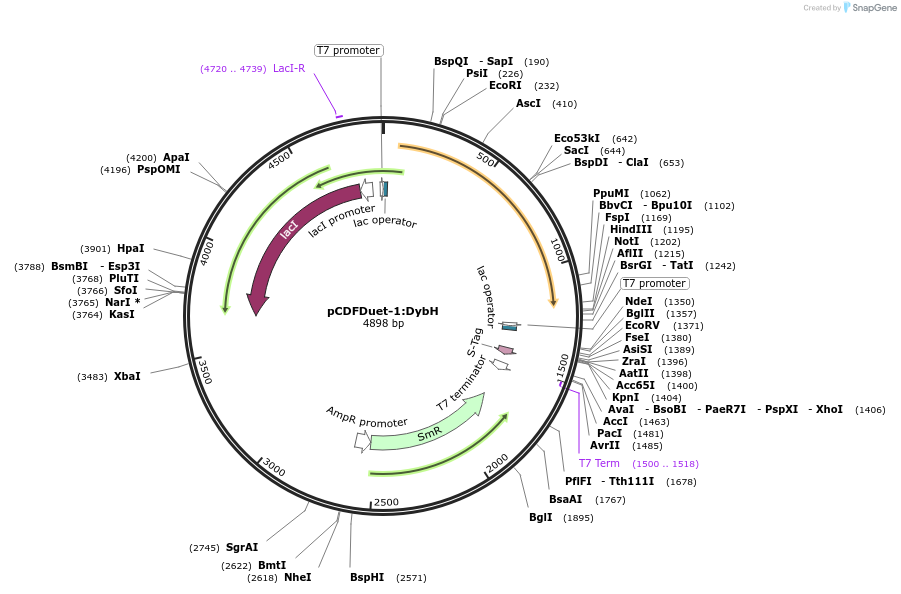 257761-plasmid-map-sequence-id-513560