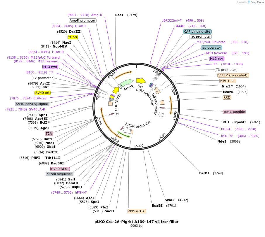 256792-plasmid-map-sequence-id-513563