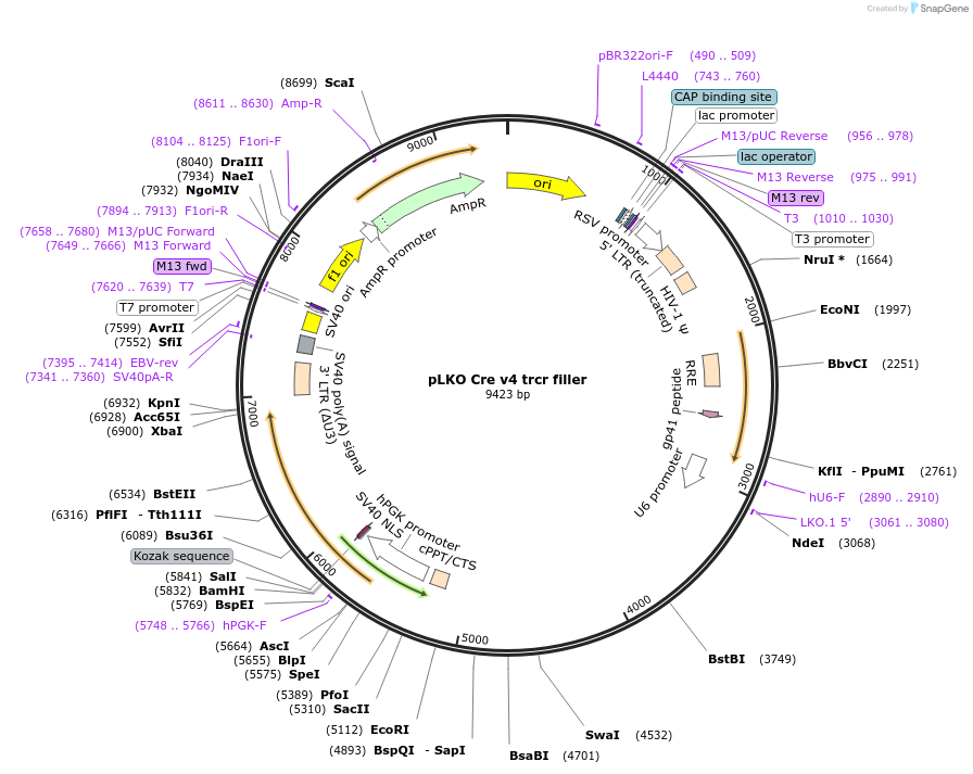 256774-plasmid-map-sequence-id-513565