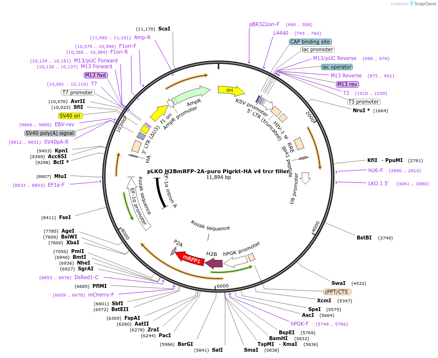 256787-plasmid-map-sequence-id-513566