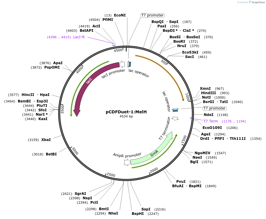 257765-plasmid-map-sequence-id-513567
