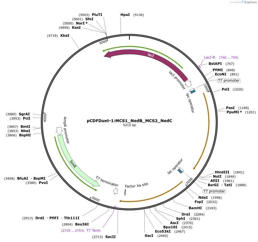 257772-plasmid-map-sequence-id-513568