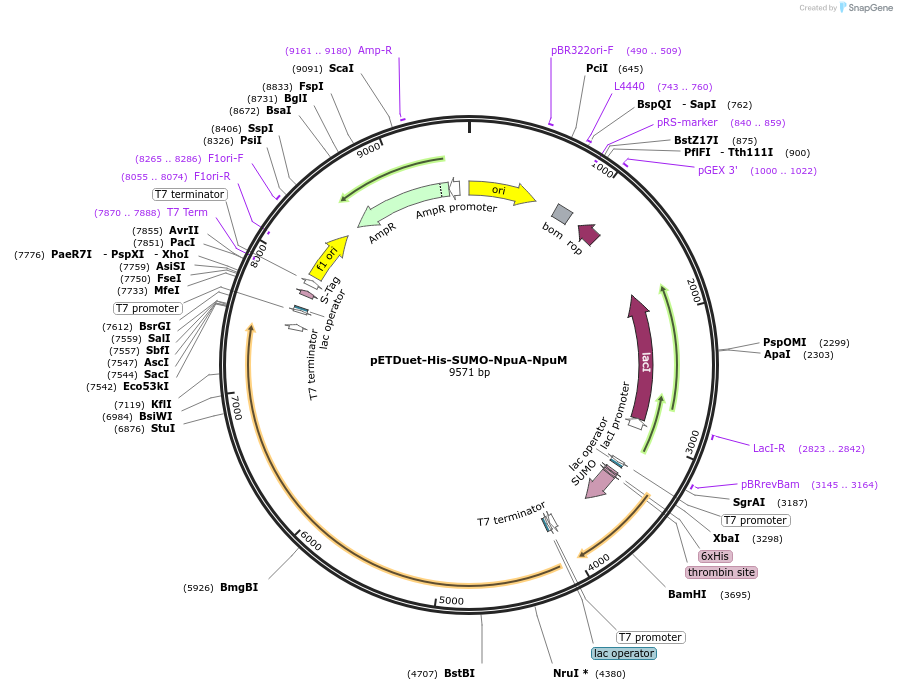 257735-plasmid-map-sequence-id-513595