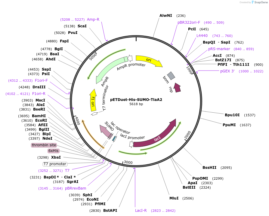 257745-plasmid-map-sequence-id-513596