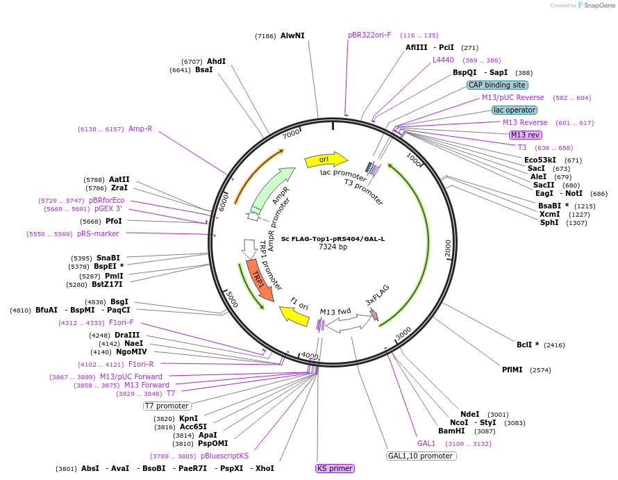 257904-plasmid-map-sequence-id-513598