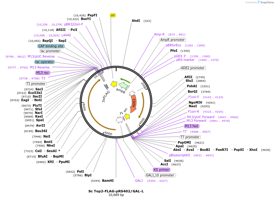 257905-plasmid-map-sequence-id-513607