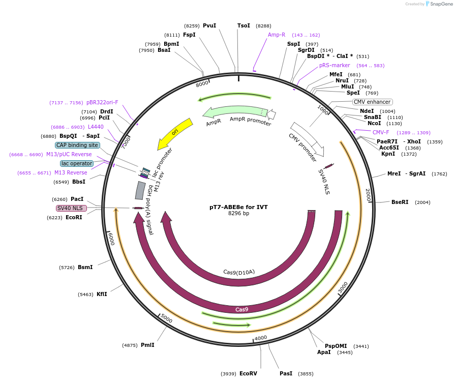 221654-plasmid-map-sequence-id-513612