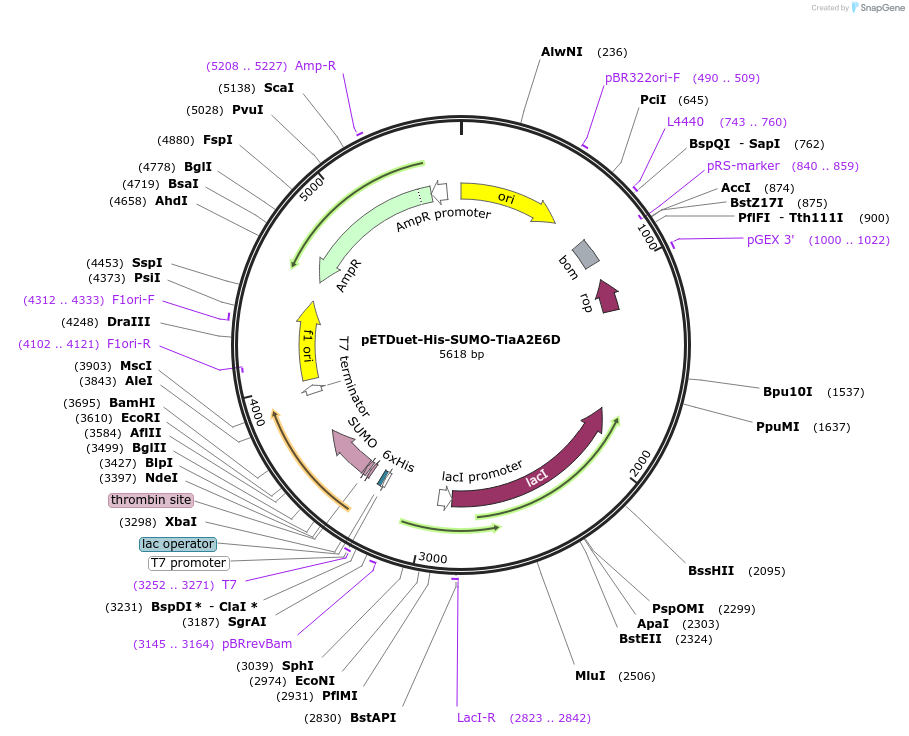 257747-plasmid-map-sequence-id-513618