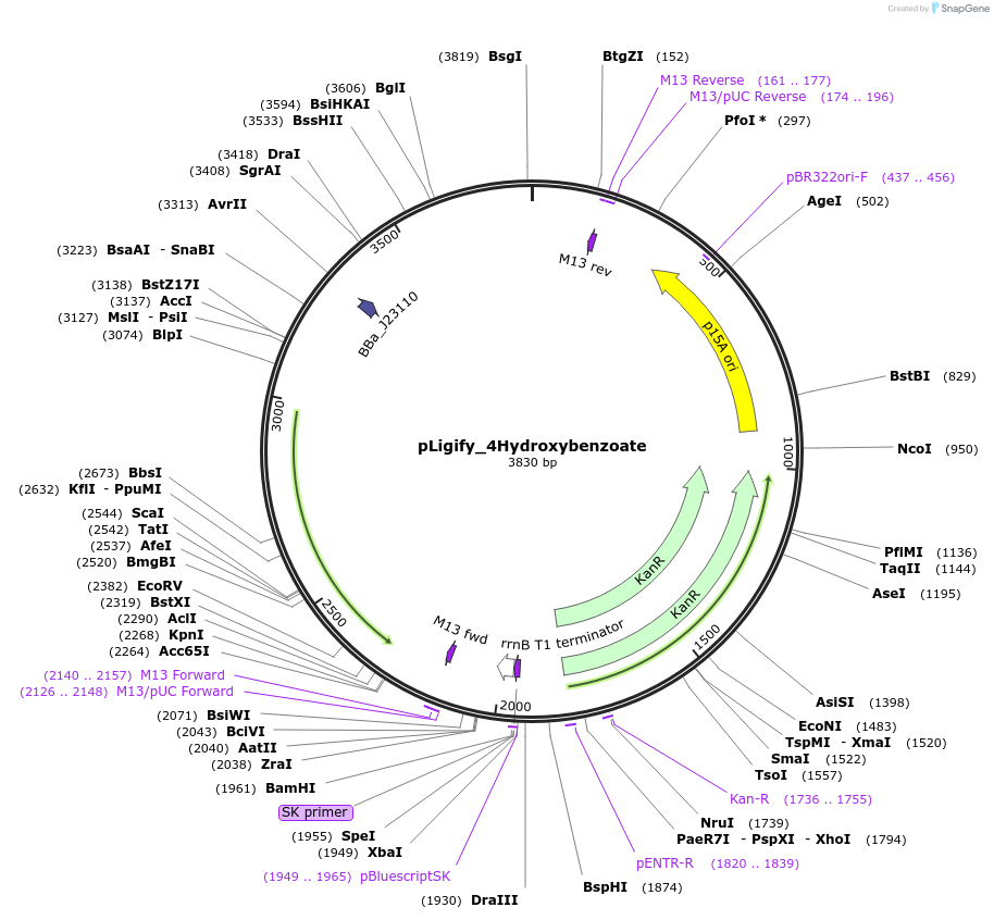256300-plasmid-map-sequence-id-513627