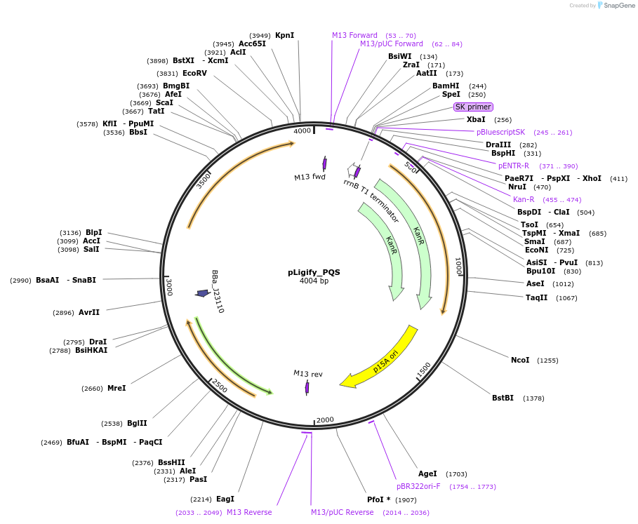 256301-plasmid-map-sequence-id-513629