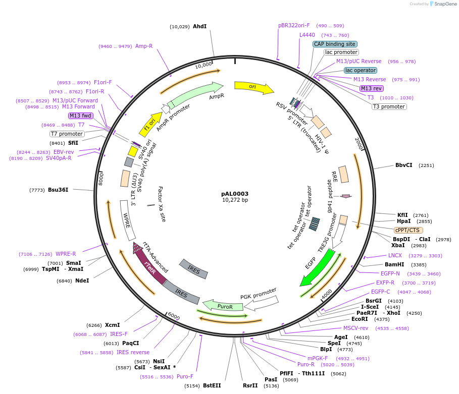252718-plasmid-map-sequence-id-513641