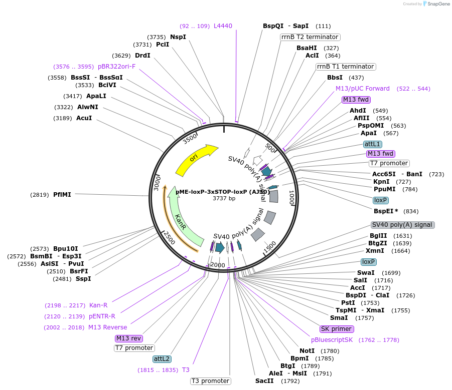 257879-plasmid-map-sequence-id-513646